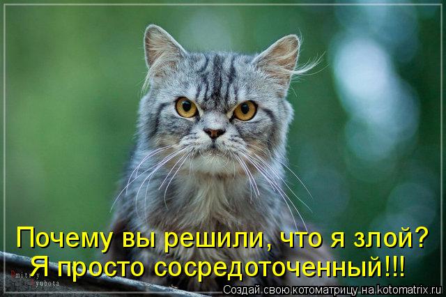 Котоматрица: Почему вы решили, что я злой? Я просто сосредоточенный!!!