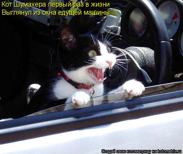 Котоматрица: Выглянул из окна едущей машины. Кот Шумахера первый раз в жизни