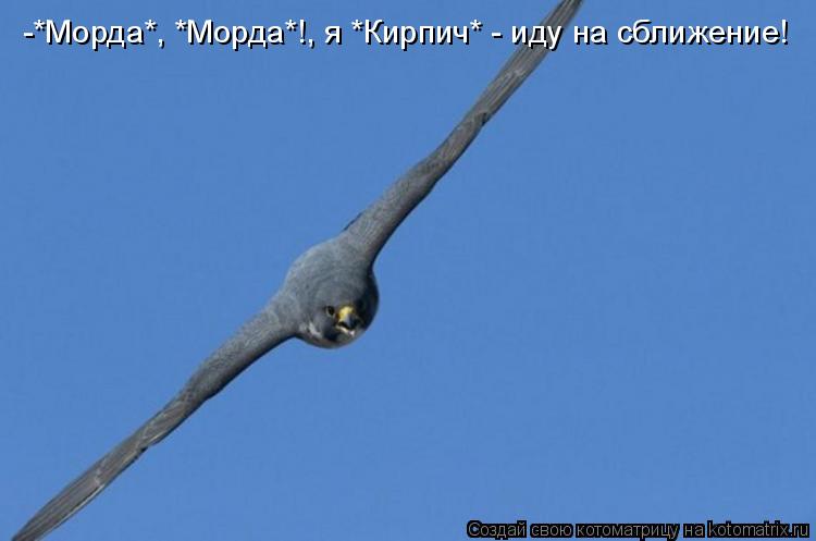 Котоматрица: -*Морда*, *Морда*!, я *Кирпич* - иду на сближение!