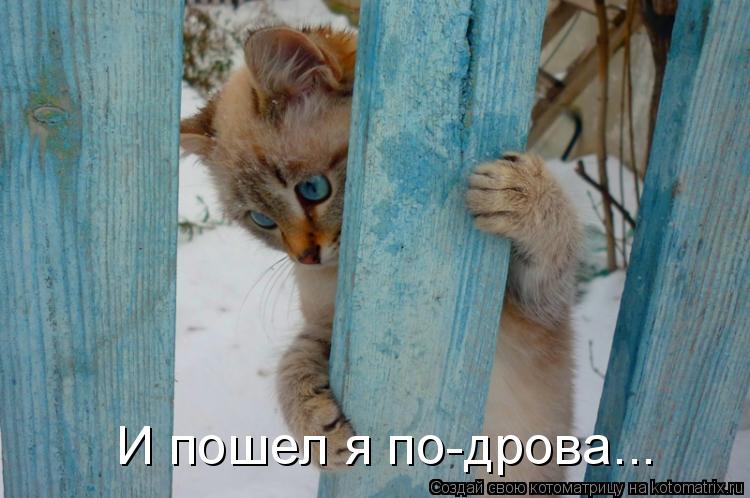 Котоматрица: И пошел я по-дрова...