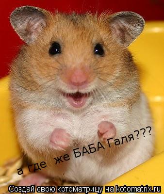 Котоматрица: а где  же БАБА Галя???
