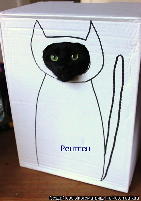 Котоматрица: Рентген