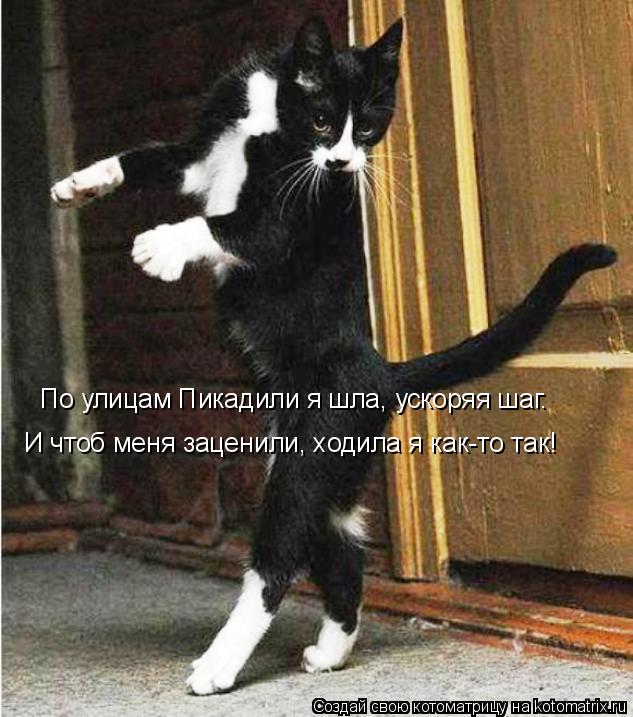 Котоматрица: По улицам Пикадили я шла, ускоряя шаг. И чтоб меня заценили, ходила я как-то так!