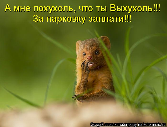 Котоматрица: А мне похухоль, что ты Выхухоль!!! За парковку заплати!!!