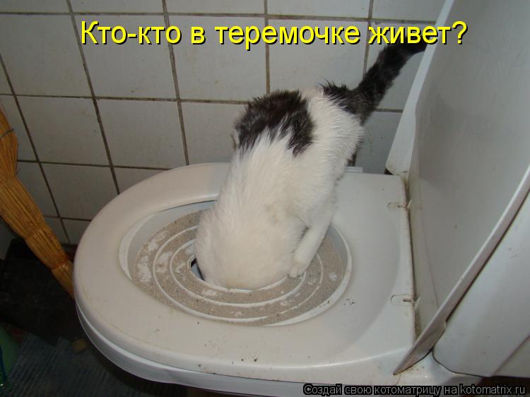 Кто-кто в теремочке живет?... Котоматрица: Кто-кто в теремочке живет?