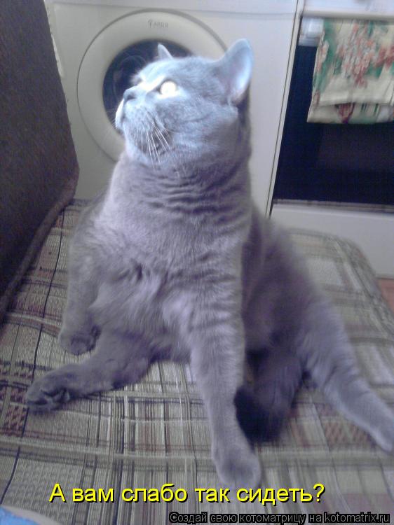 Котоматрица: А вам слабо так сидеть?