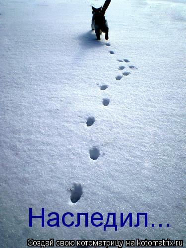 Котоматрица: Наследил...
