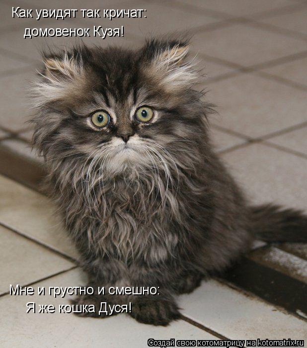 Я же кошка Дуся! Как увидят так кричат: Мне и грустно и смешно: домовенок Кузя!... Котоматрица: Я же кошка Дуся! Как увидят так кричат: Мне и грустно и смешно: домовенок Кузя!