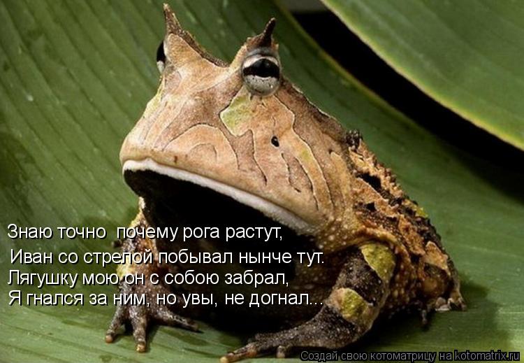 Иван со стрелой побывал нынче тут. Знаю точно почему рога растут, Лягушку мою он с собою забрал, Я г... Котоматрица: Иван со стрелой побывал нынче тут. Знаю точно почему рога растут, Лягушку мою он с собою забрал, Я гнался за ним, но увы, не догнал...