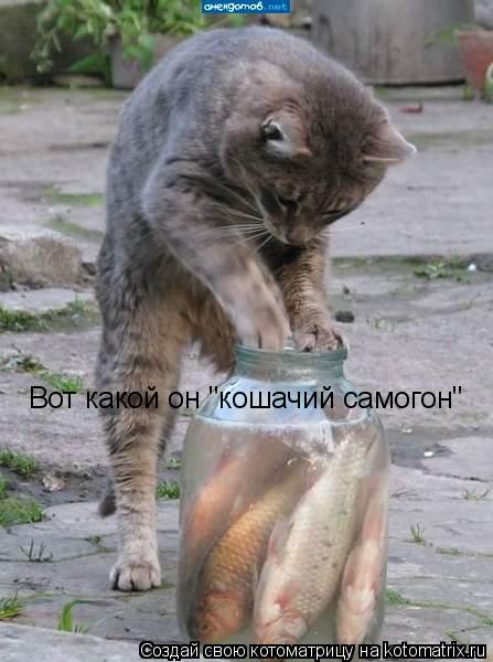 Котоматрица: Вот какой он "кошачий самогон"