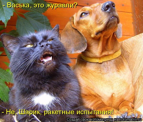 Котоматрица: - Васька, это журавли? - Не, Шарик, ракетные испытания!