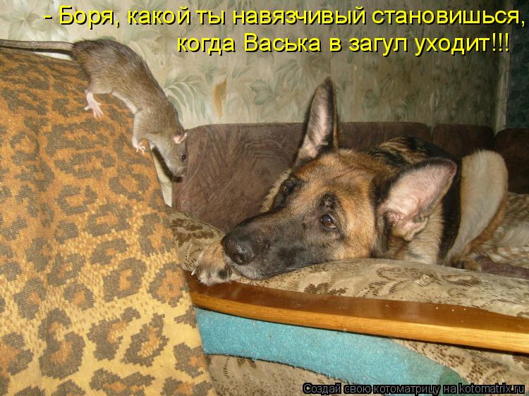 Котоматрица: когда Васька в загул уходит!!! - Боря, какой ты навязчивый становишься,