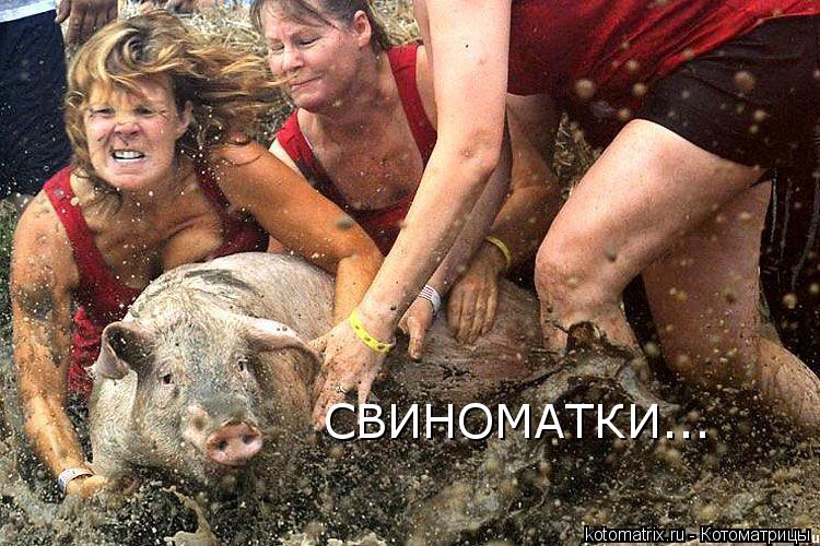 Котоматрица: СВИНОМАТКИ...