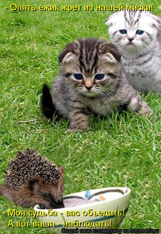 Котоматрица: - Опять ежик жрет из нашей миски! А вот ваша - наблюдать! - Моя судьба - вас объедать!