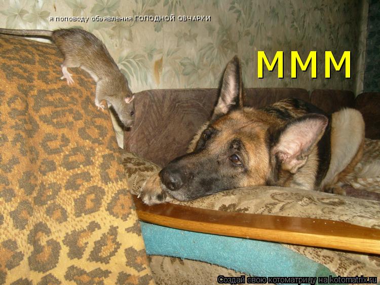 Котоматрица: ммм я поповоду обьявления ГОЛОДНОЙ ОВЧАРКИ
