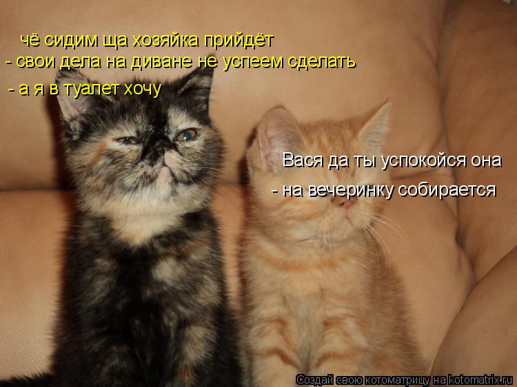 Котоматрица: чё сидим ща хозяйка прийдёт  - свои дела на диване не успеем сделать - а я в туалет хочу Вася да ты успокойся она - на вечеринку собирается
