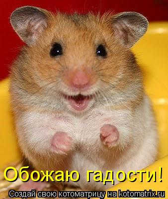 Котоматрица: Обожаю гадости!