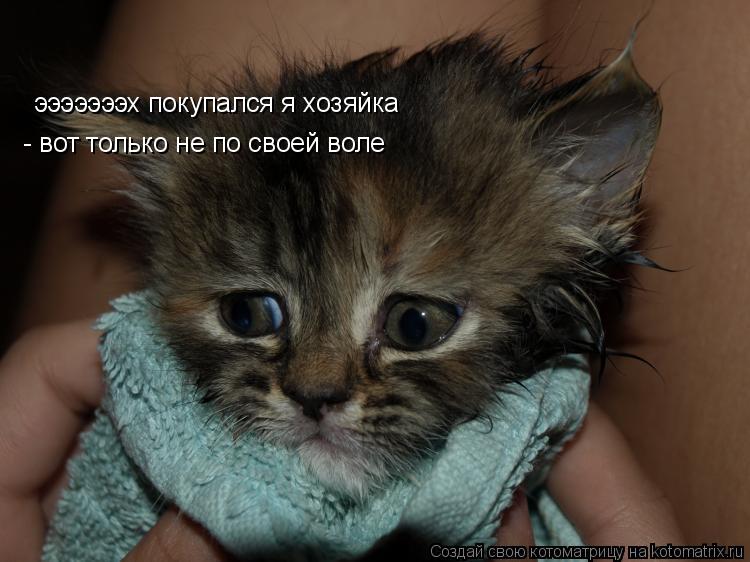 Котоматрица: эээээээх покупался я хозяйка - вот только не по своей воле