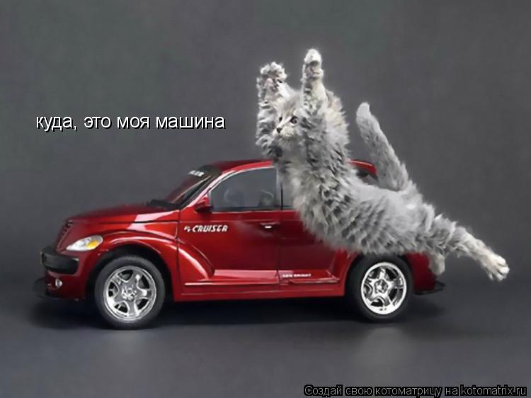 Котоматрица: куда, это моя машина