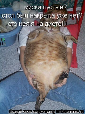 Котоматрица: миски пустые? стол был накрыт,а уже нет? это нея я на диете!!!