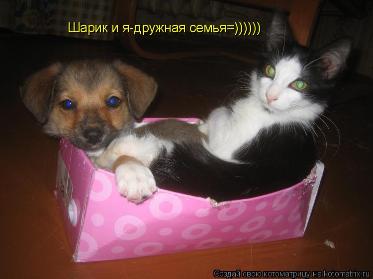 Котоматрица: Шарик и я-дружная семья=))))))