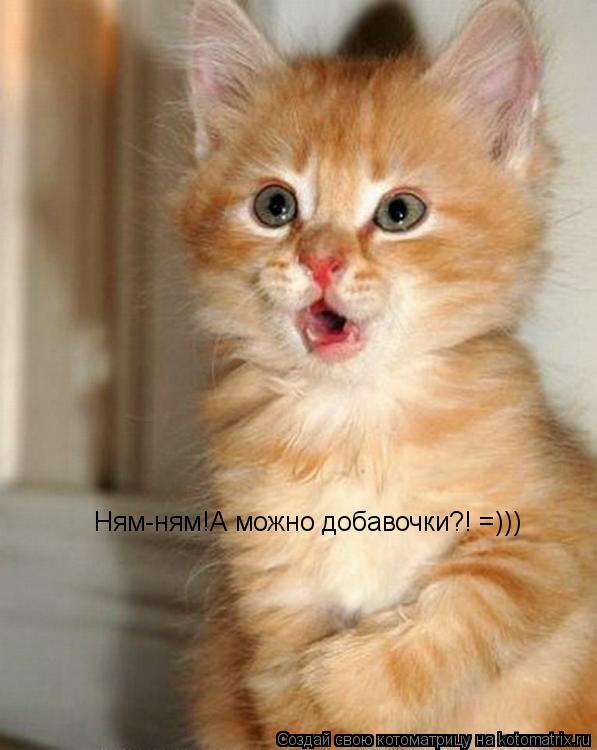 Котоматрица: Ням-ням!А можно добавочки?! =)))