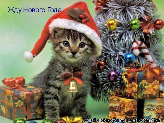 Котоматрица: Жду Нового Года Жду Нового Года