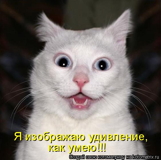 Котоматрица: Я изображаю удивление, как умею!!!