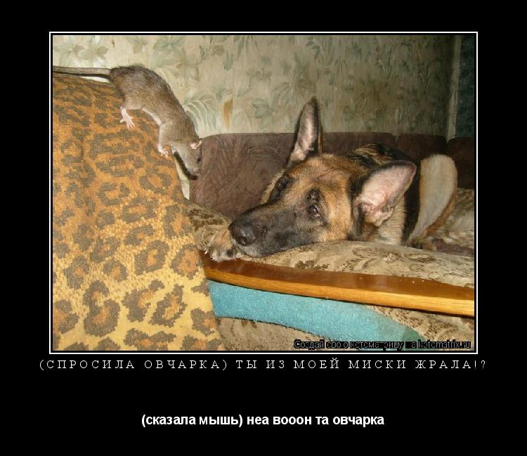 Котоматрица: (спросила овчарка) ты из моей миски жрала!? (сказала мышь) неа вооон та овчарка