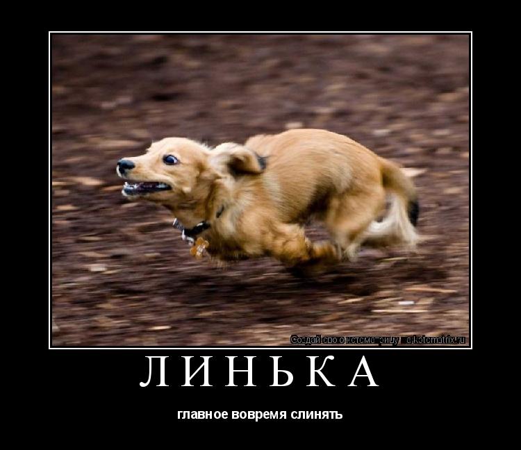 Котоматрица: линька главное вовремя слинять