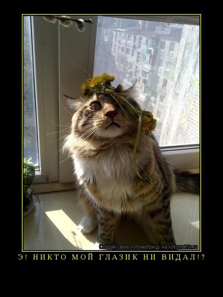 Котоматрица: Э! Никто мой глазик ни видал!? 