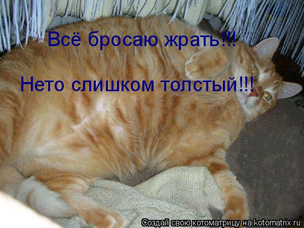 Котоматрица: Всё бросаю жрать!!! Нето слишком толстый!!!