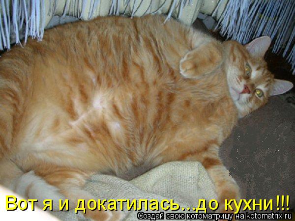 Котоматрица: Вот я и докатилась...до кухни!!!