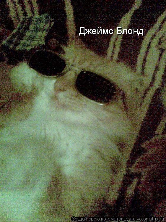 Котоматрица: Джеймс Блонд