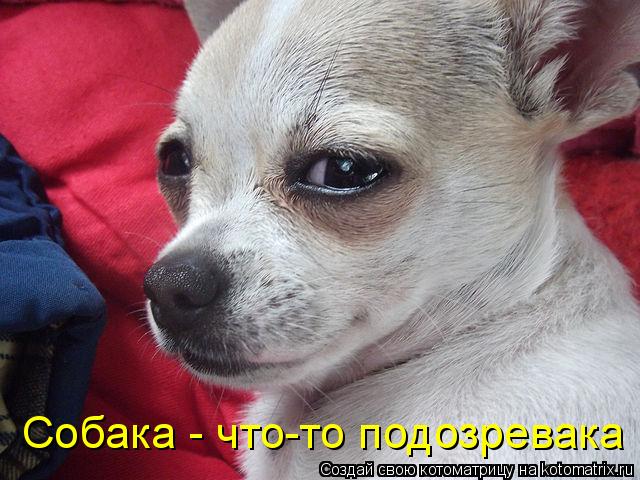 Котоматрица: Собака - что-то подозревака