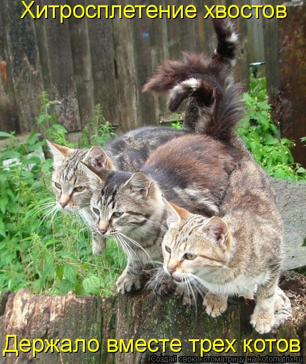 Котоматрица: Держало вместе трех котов Хитросплетение хвостов