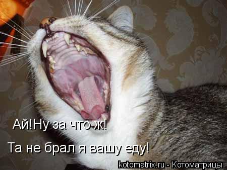 Ай!Ну за что ж! Та не брал я вашу еду!... Котоматрица: Ай!Ну за что ж! Та не брал я вашу еду!