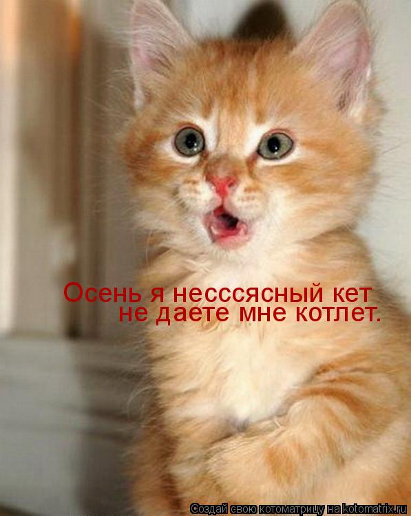 Осень я несссясный кет не даете мне котлет.... Котоматрица: Осень я несссясный кет не даете мне котлет.
