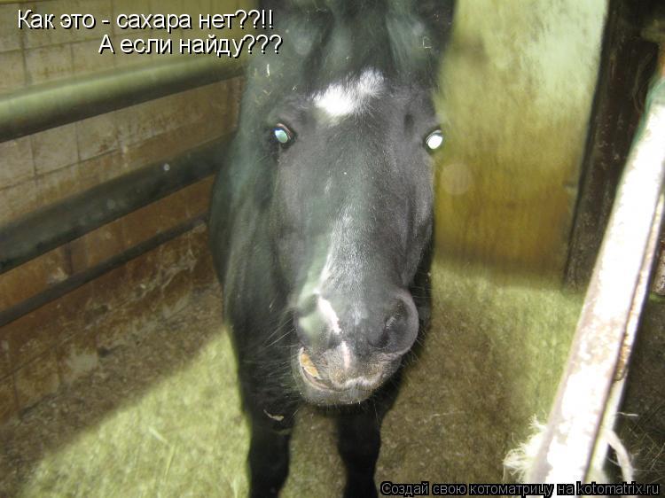 Котоматрица: Как это - сахара нет??!! А если найду???
