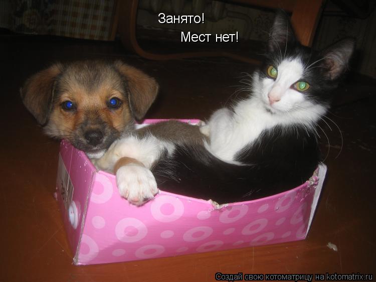 Котоматрица: Занято! Мест нет!