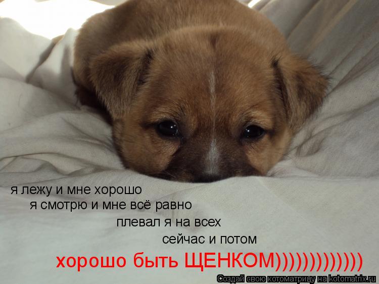 Котоматрица: я лежу и мне хорошо я смотрю и мне всё равно плевал я на всех сейчас и потом хорошо быть ЩЕНКОМ)))))))))))))