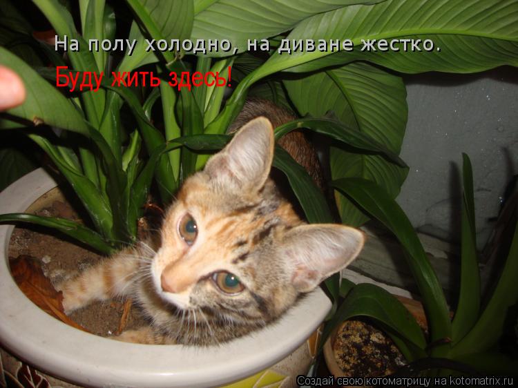 Котоматрица: На полу холодно, на диване жестко. Буду жить здесь!