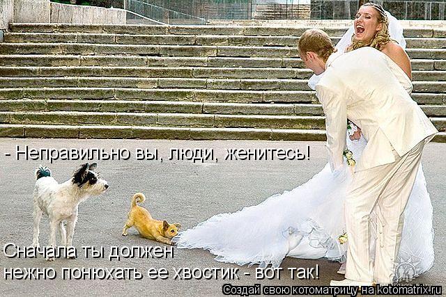 Котоматрица: - Неправильно вы, люди, женитесь! Сначала ты должен нежно понюхать ее хвостик - вот так!