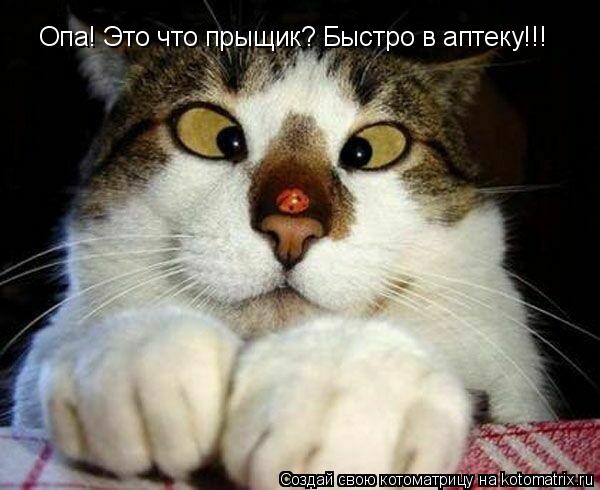 Котоматрица: Опа! Это что прыщик? Быстро в аптеку!!!