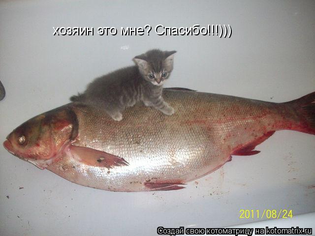 Котоматрица: хозяин это мне? Спасибо!!!)))