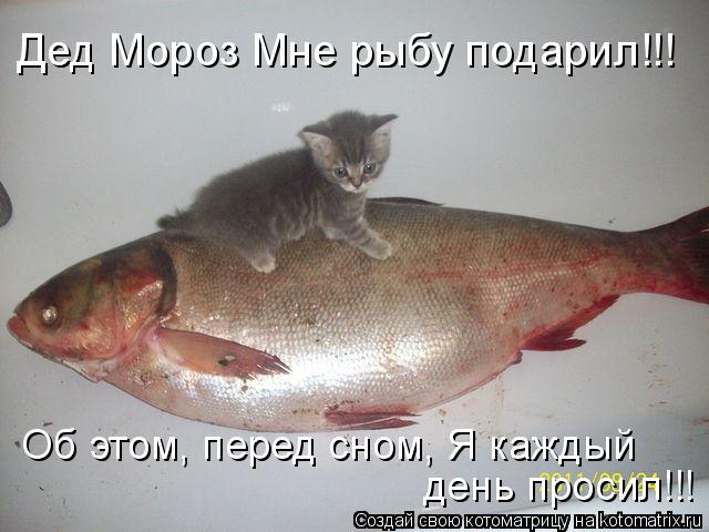 Дед Мороз Мне рыбу подарил!!! Об этом, перед сном, Я каждый день просил!!!... Котоматрица: Дед Мороз Мне рыбу подарил!!! Об этом, перед сном, Я каждый день просил!!!