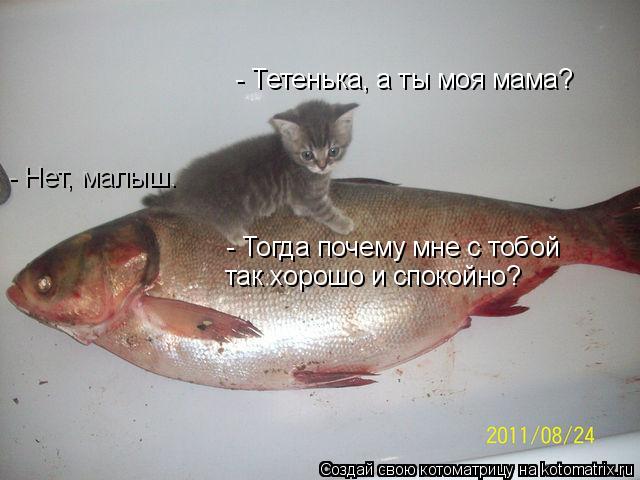 Котоматрица: - Тетенька, а ты моя мама? - Нет, малыш. - Тогда почему мне с тобой так хорошо и спокойно?