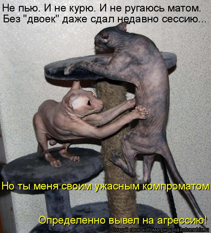 Котоматрица: Не пью. И не курю. И не ругаюсь матом. Но ты меня своим ужасным компроматом Без "двоек" даже сдал недавно сессию... Определенно вывел на агресс