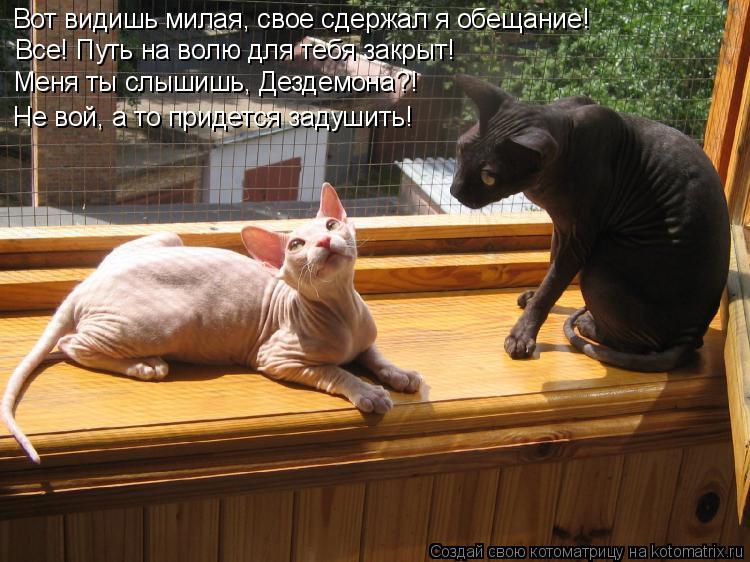 Котоматрица: Вот видишь милая, свое сдержал я обещание! Все! Путь на волю для тебя закрыт! Меня ты слышишь, Дездемона?! Не вой, а то придется задушить!