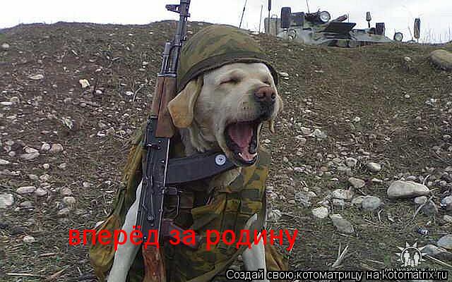 Котоматрица: вперёд за родину